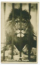 Dreamland Zoo Prince lion Margate History